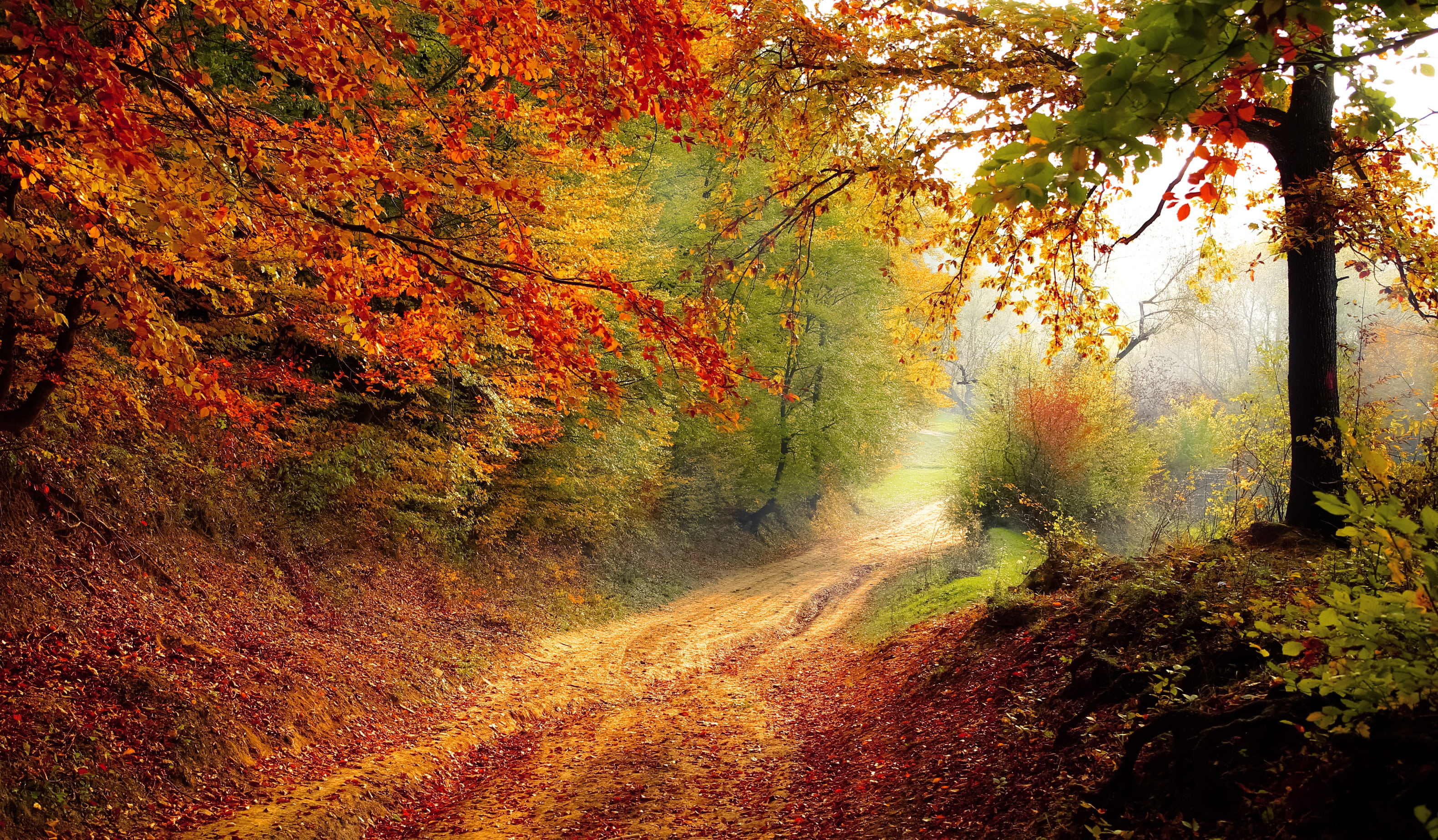 road-forest-season-autumn-acb7a2b0419ad339e3836ce29f592fda.jpg