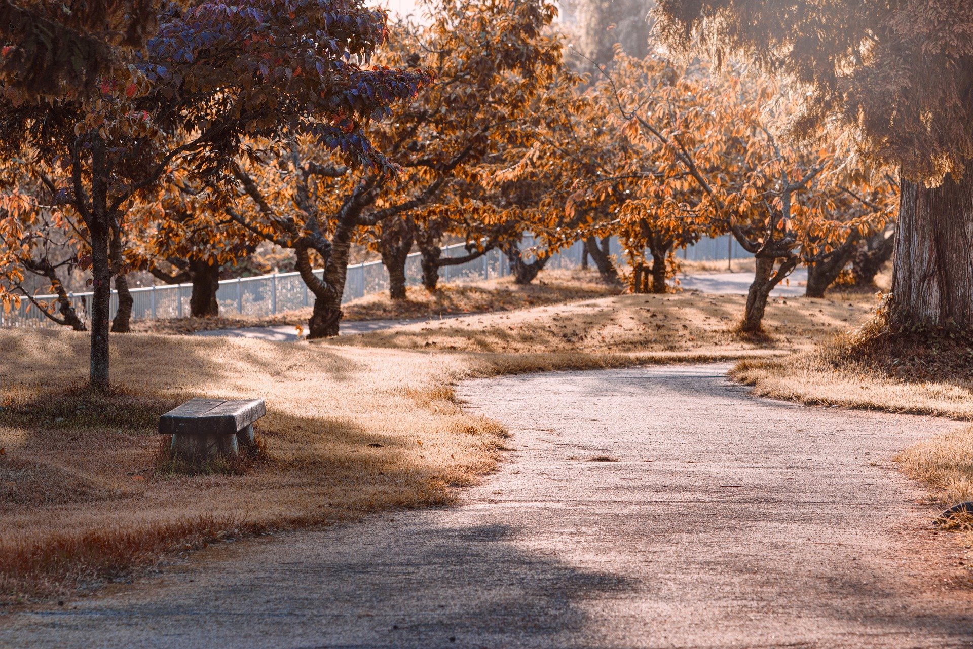 park-6549851_1920.jpg
