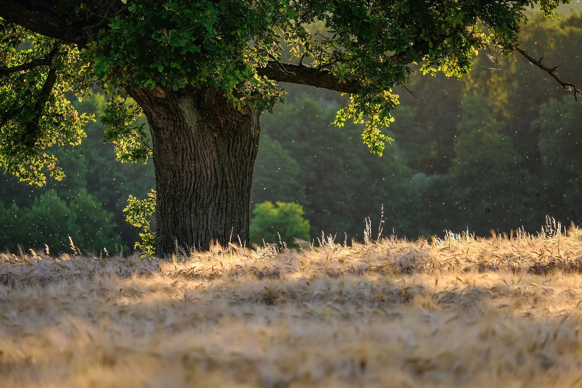 tree-6476331_1920.jpg