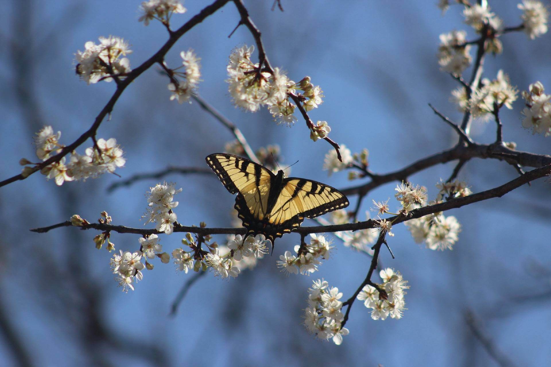swallowtail-7373087_1920 (1).jpg